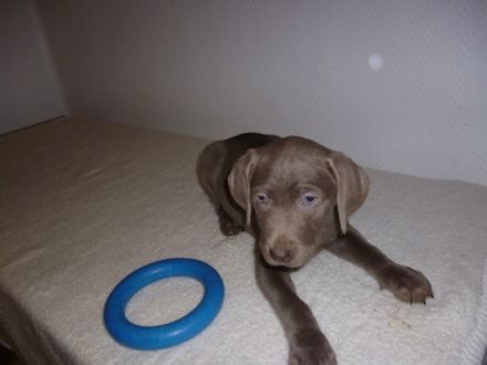 Labradorwelpen reinrassig, 13 Wochen alt in Farbe