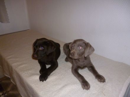 Labradorwelpen reinrassig, 13 Wochen alt in Farbe