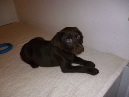 Labradorwelpen reinrassig, 13 Wochen alt in Farbe