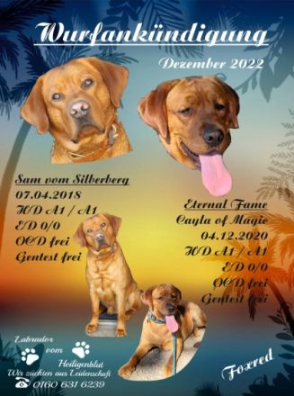 Wir erwarten mit unserer Junghündin Ayla ihren ersten