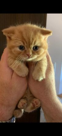 Hallo, wir sind eine kleine Britenbande. Sind Anfang