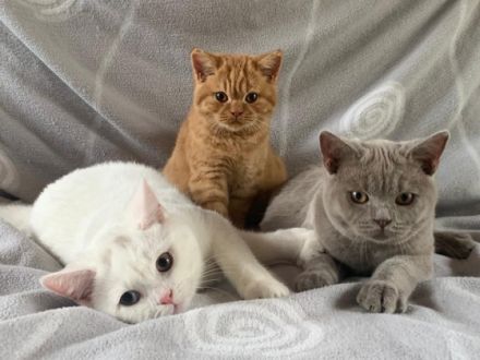 Hallo, wir sind eine kleine Britenbande. Sind Anfang