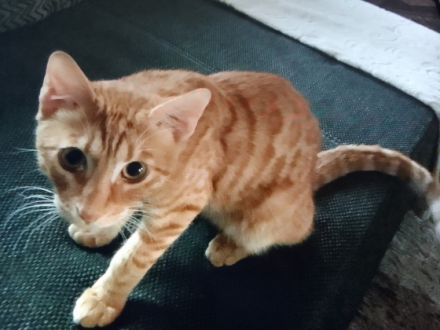 Kovu Bengal Mix, Wir suchen für unseren kleinen Kovu