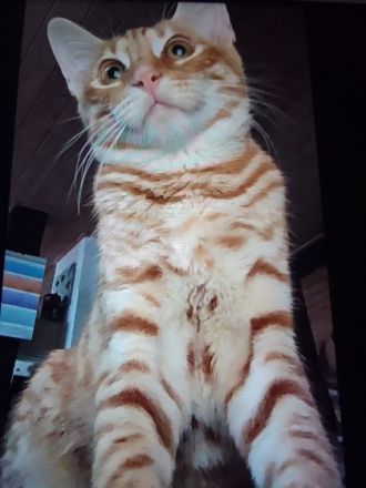 Kovu Bengal Mix, Wir suchen für unseren kleinen Kovu