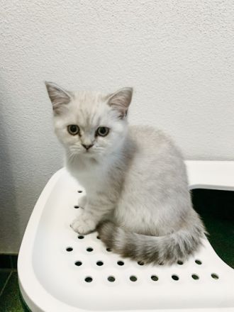 Hallo an alle Katzenliebhaber, wir zwei Schwestern und