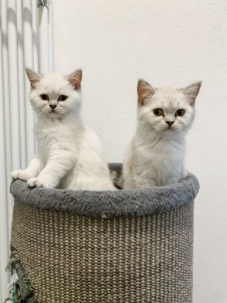 Hallo an alle Katzenliebhaber, wir zwei Schwestern und