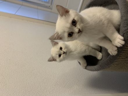 Hallo an alle Katzenliebhaber, wir zwei Schwestern und