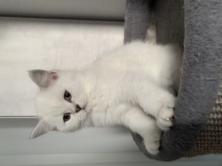 Hallo an alle Katzenliebhaber, wir zwei Schwestern und