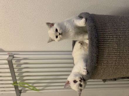 Hallo an alle Katzenliebhaber, wir zwei Schwestern und