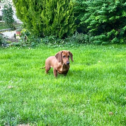 Wir bieten einen Standard-Glatthaar-Dacke mit