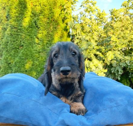 Wir bieten einen reinrassigen Dackelwelpen zum Verkauf