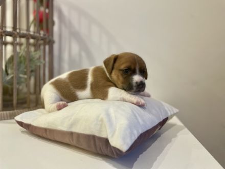 Süße Jack Russell Welpen Klein bleibend , kurzbeinig