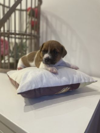 Süße Jack Russell Welpen Klein bleibend , kurzbeinig