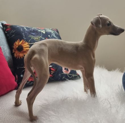 "Eleganza D'oro" Wir bieten Windhundwelpen an. Geboren