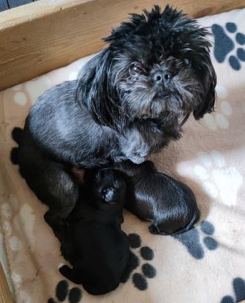 Meine kleine Giselle hat zwei ganz niedliche,