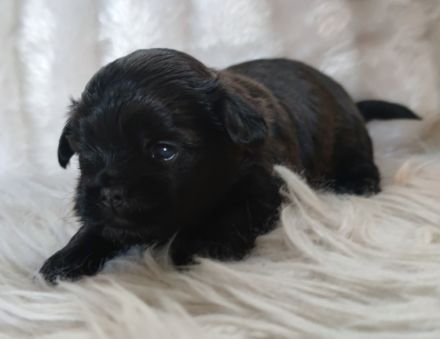 Meine kleine Giselle hat zwei ganz niedliche,