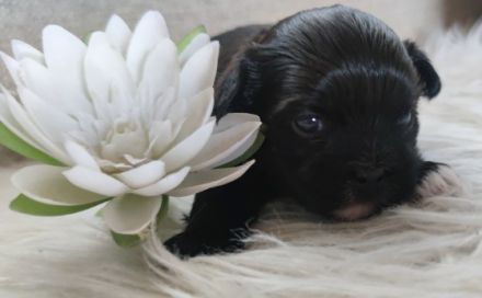 Meine kleine Giselle hat zwei ganz niedliche,