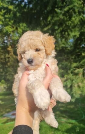 Der Pudelzwinger vom Haus der kleinen Locken, hat