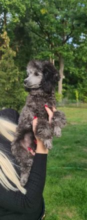 Der Pudelzwinger vom Haus der kleinen Locken, hat