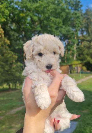 Der Pudelzwinger vom Haus der kleinen Locken, hat