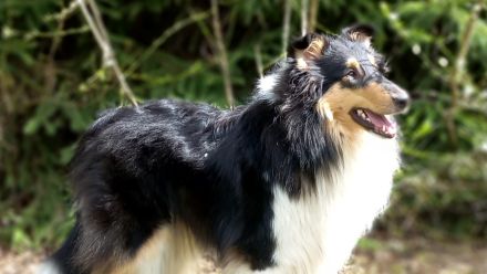 Blue Meadow Collies
