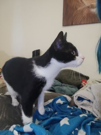 Katze sucht dringend Zuhause, Hauskatze