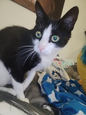 Katze sucht dringend Zuhause, Hauskatze