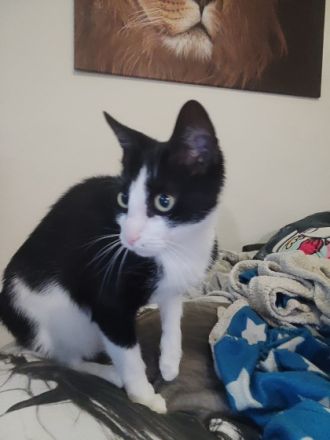 Katze sucht dringend Zuhause, Hauskatze