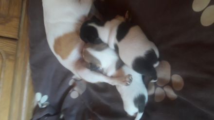 2 superliebe Maedchen suchen neues Zuhause. Sind immer