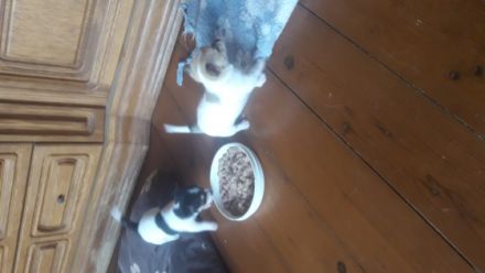 2 superliebe Maedchen suchen neues Zuhause. Sind immer