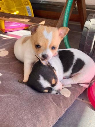 2 superliebe Maedchen suchen neues Zuhause. Sind immer