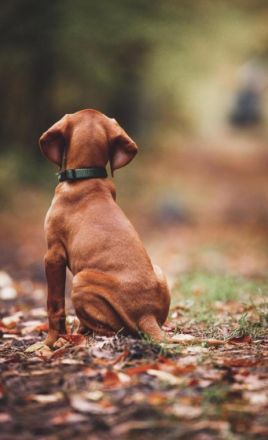 Am 23.08.22 wurden unsere vier reinrassigen Magyar