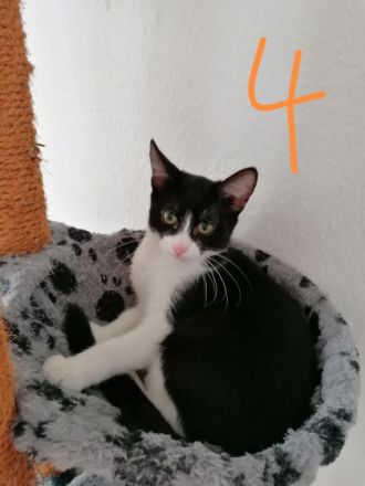 Hallo wir haben 4 Kitten die am 19.05.22 geboren sind.