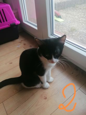 Hallo wir haben 4 Kitten die am 19.05.22 geboren sind.