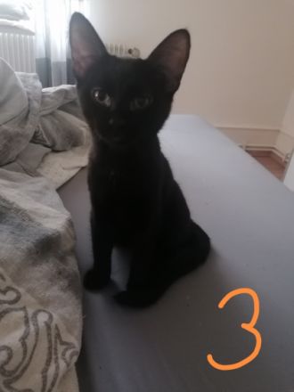 Hallo wir haben 4 Kitten die am 19.05.22 geboren sind.