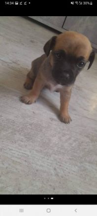 Hallo ich verkaufen meine kleine Welpen Nur ins gute