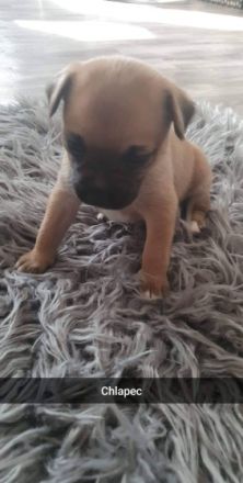 Hallo ich verkaufen meine kleine Welpen Nur ins gute