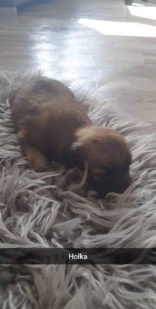 Hallo ich verkaufen meine kleine Welpen Nur ins gute