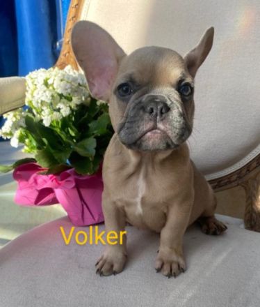 Unsere Traumbullys von der Harth suchen ihre