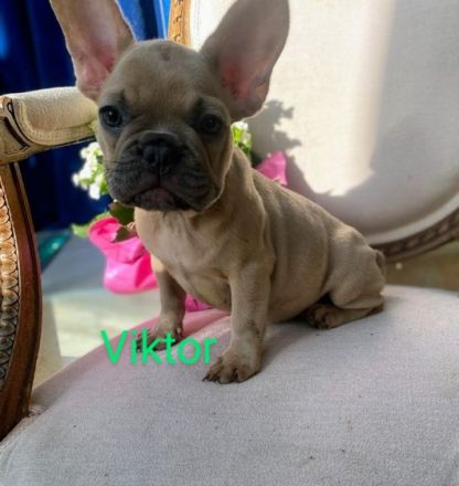 Unsere Traumbullys von der Harth suchen ihre