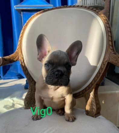 Unsere Traumbullys von der Harth suchen ihre