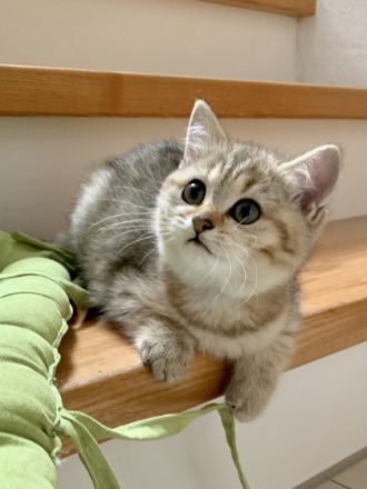 Wunderschönes BKH Kätzchen, Gold, dreifarbig, 11 Wo.