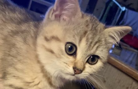 Wunderschönes BKH Kätzchen, Gold, dreifarbig, 11 Wo.