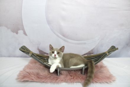 nser bezaubernde C-Wurf mit dem Motto "Herr der Ringe"