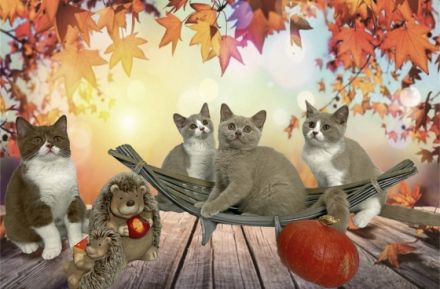 nser bezaubernde C-Wurf mit dem Motto "Herr der Ringe"