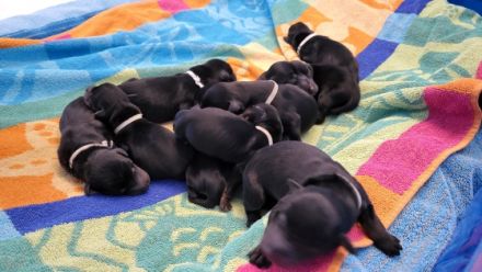 Unsere Dobermann-Hündin hat uns am 05.10.22, 11 Welpen