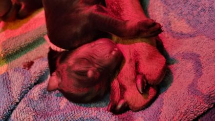 Unsere Dobermann-Hündin hat uns am 05.10.22, 11 Welpen