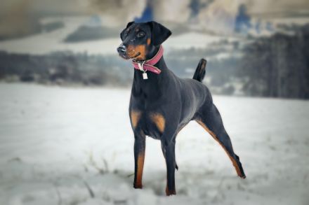 Unsere Dobermann-Hündin hat uns am 05.10.22, 11 Welpen