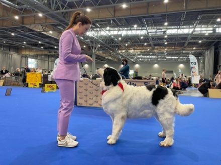 CHS Bílský lev akzeptiert Reservierungen für Landseer