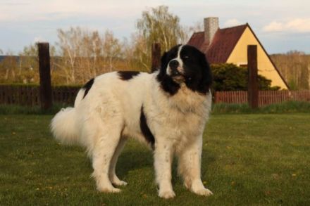 CHS Bílský lev akzeptiert Reservierungen für Landseer